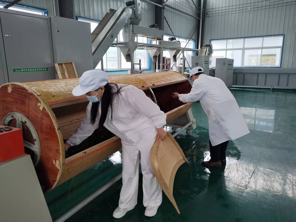 陜煤建設定點幫扶村:“天池大碗茶”促進產業發展正循環 陜煤建設定點幫扶村:“天池大碗茶”促進產業發展正循環